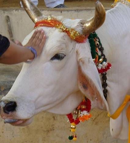 गौ सेवा को गठित कार्यकारणी द्वारा स्वच्छ पेयजल की व्यवस्था करना घोषित हुआ